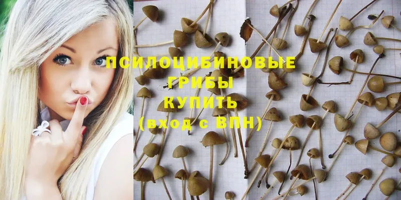 Галлюциногенные грибы Magic Shrooms  купить  цена  Дальнегорск 